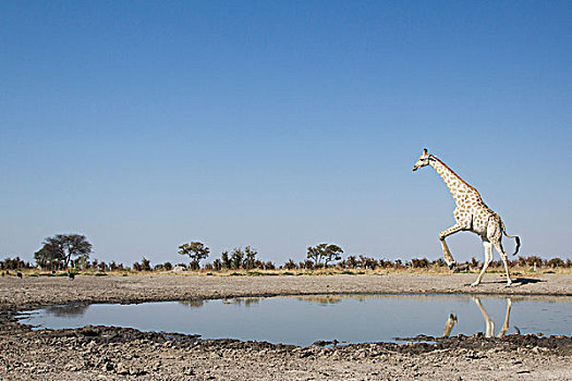 非洲,博茨瓦纳,乔贝国家公园,长颈鹿,远处,边缘,鹳,水潭,萨维提,湿地