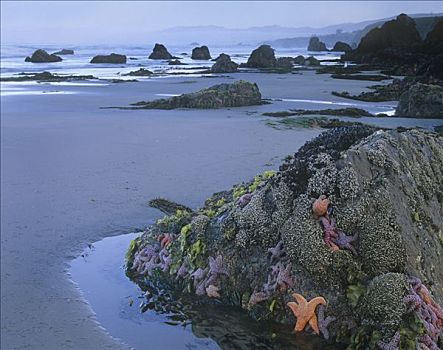 赭色,海星,联结,石头,退潮,海滩,加利福尼亚
