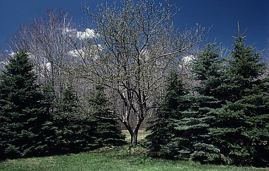 树,地点,宾夕法尼亚,美国