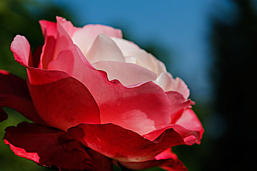 玫瑰,粉色,花园,花,培育品种,巴登符腾堡,德国,欧洲