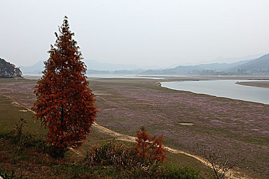 太平湖湿地