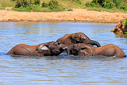 非洲象,大象,浴,水,交际,动作,阿多大象国家公园,东开普省,南非,非洲