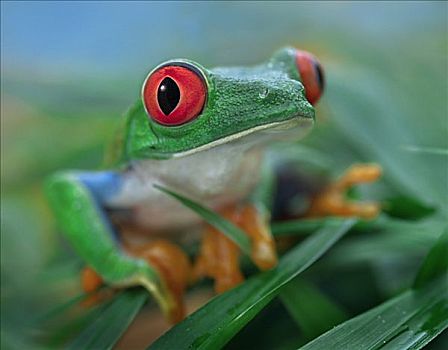 红眼树蛙,哥斯达黎加