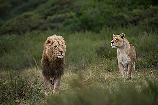 白色,狮子,一半,基因,禁猎区,东开普省,南非,俘获