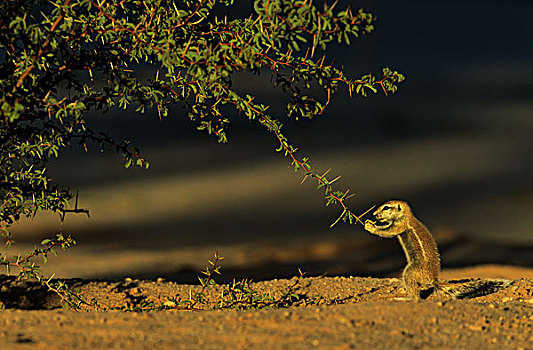 地松鼠,南非地松鼠,幼兽,进食,卡拉哈里沙漠,卡拉哈迪大羚羊国家公园,南非,非洲