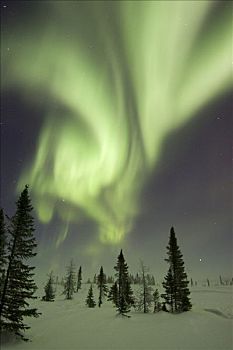 北极光,上方,冰冻,苔原,白云杉,北方针叶林,北美