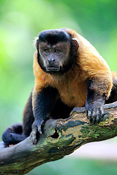 黑帽悬猴,棕色卷尾猴,成年,警惕,俘获,南美