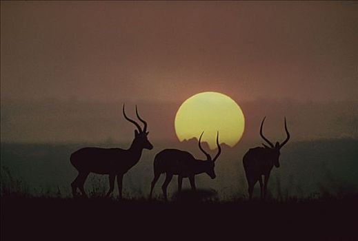 黑斑羚,公羊,日落,肯尼亚,数码合成