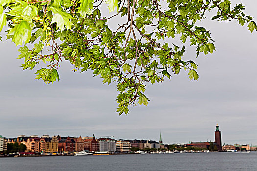 斯德哥尔摩,城市,后面,枝条