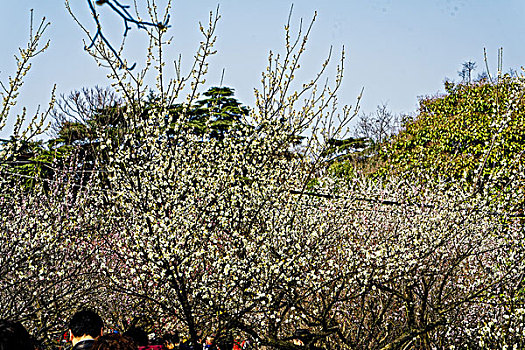 南京古林公园梅花