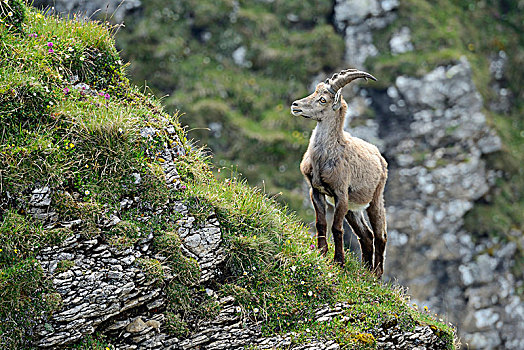 阿尔卑斯野山羊,羱羊,站立,陡峭,地形,伯恩高地,伯恩,瑞士,欧洲