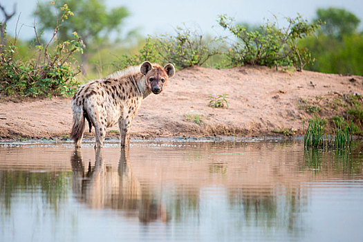 斑鬣狗,站立,浅水,警惕,血,脸,河岸,背景