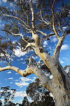 橡胶树,蓝山国家公园,蓝山,世界遗产,区域,新南威尔士,澳大利亚