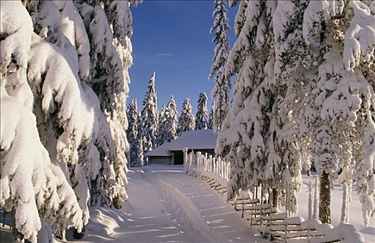 积雪,树,道路,房子