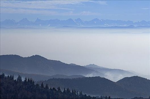 山,阿尔卑斯山,背景,阿尔萨斯,法国,欧洲