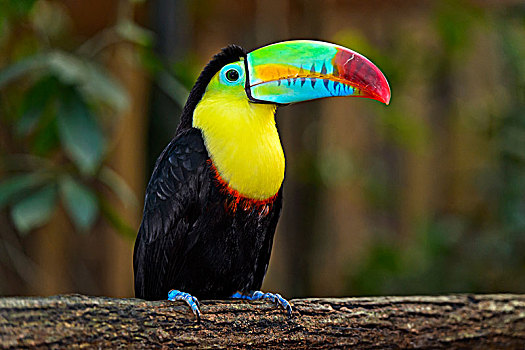 巨嘴鸟,坐,枝头,哥斯达黎加,中美洲