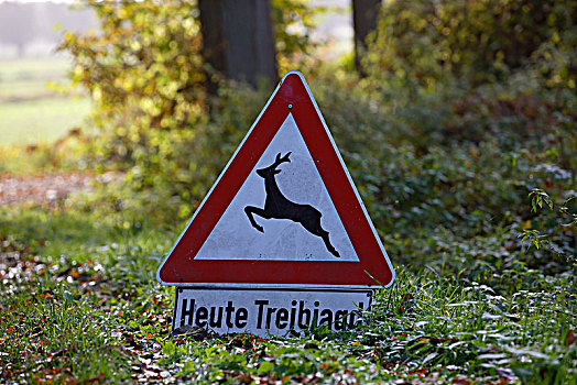警告标识,鹿,秋天,石荷州,德国,欧洲