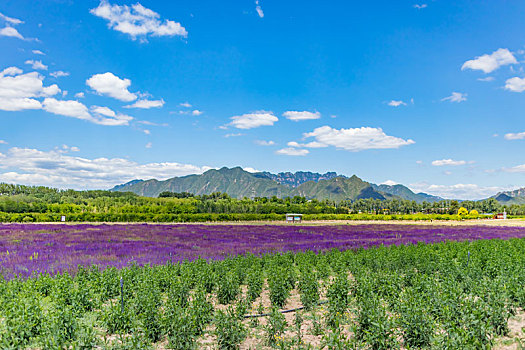 孔桥,花海