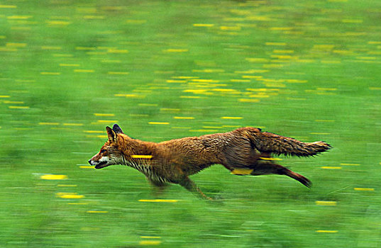 红狐,狐属,成年,跑,草地,诺曼底