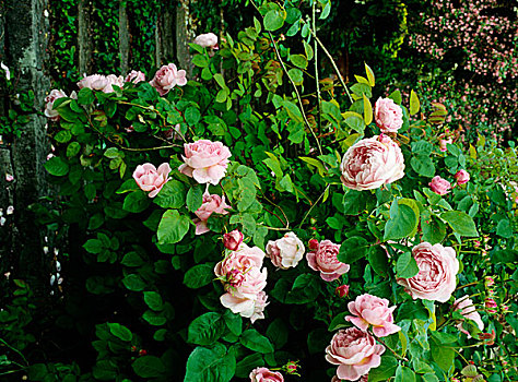 特写,粉红玫瑰,灌木,房子,约克郡,英国