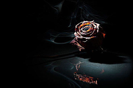 烟,干燥,玫瑰,黑色背景