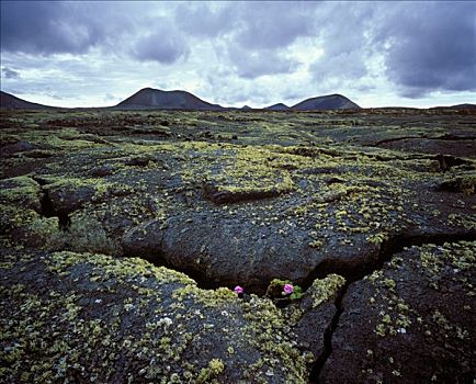 苔藓,天竺葵,熔岩原,靠近,兰索罗特岛,加纳利群岛,大西洋,西班牙,欧洲