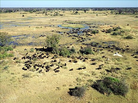 牧群,南非水牛,放牧,奥卡万戈三角洲