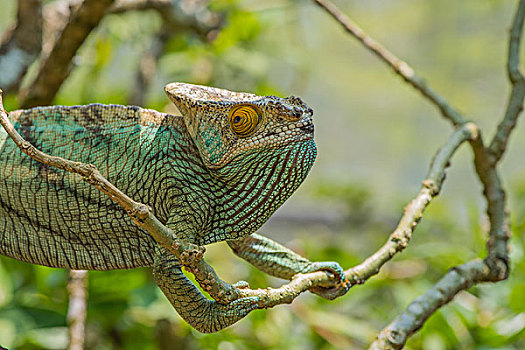 madagascar马达加斯加大象变色龙爬行微距