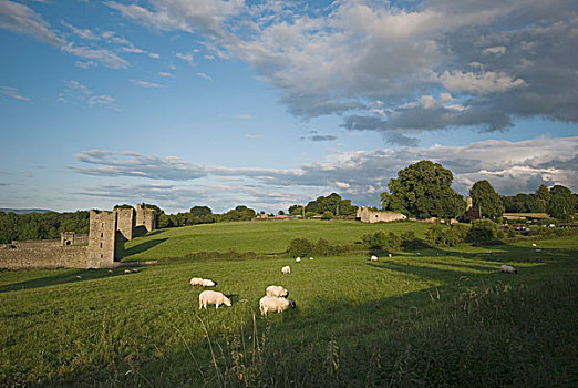 绵羊,放牧,草地,遗址,12世纪,小修道院,基尔肯尼郡,爱尔兰