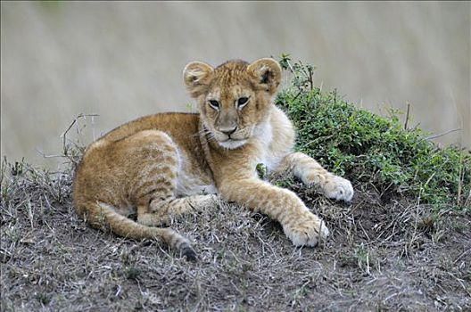 幼狮,狮子,肯尼亚,东非