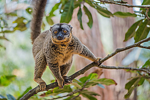 madagascarlemur马达加斯加狐猴