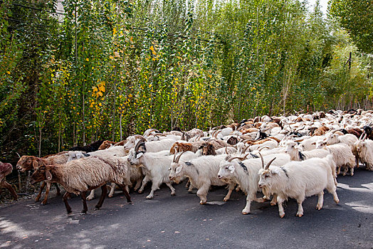 新疆喀什奥依塔克冰川景区公路上的羊群