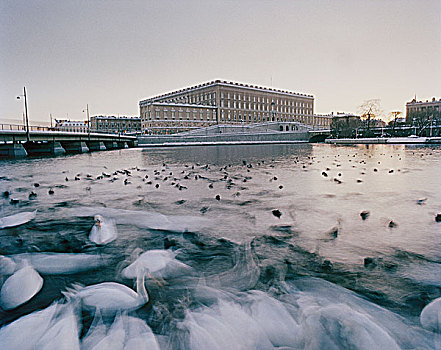 模糊,天鹅,水中,正面,皇宫,斯德哥尔摩,瑞典