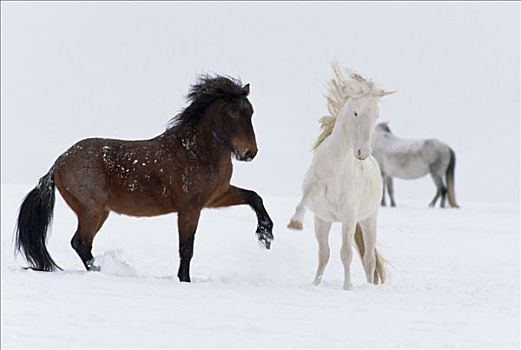 马,种马,姿势,互动,冬天,怀俄明