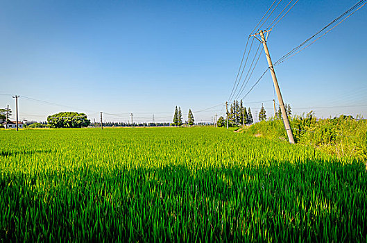 田野