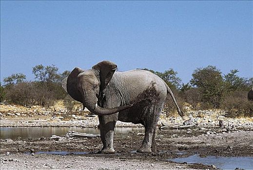 大象,非洲象,泥,哺乳动物,埃托沙国家公园,动物