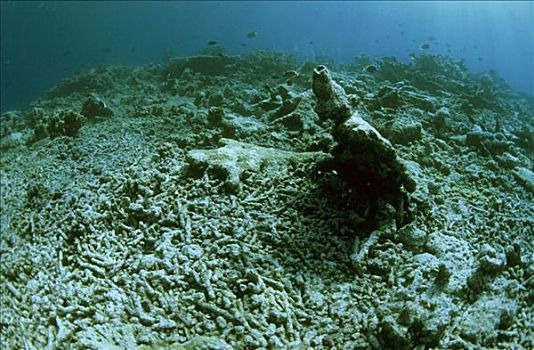 死,珊瑚,潮水,温度,马尔代夫