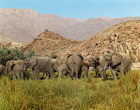 家族,荒芜,大象,纳米比亚