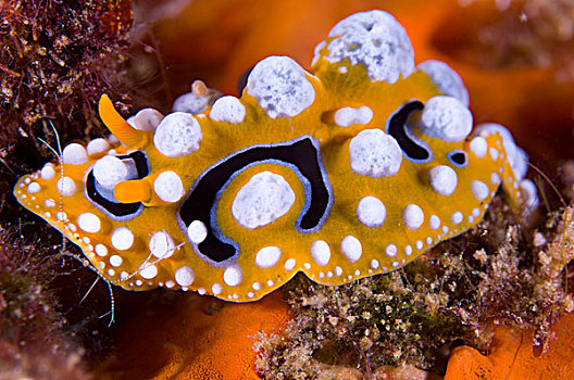 裸鳃类动物,珊瑚,巴布亚新几内亚