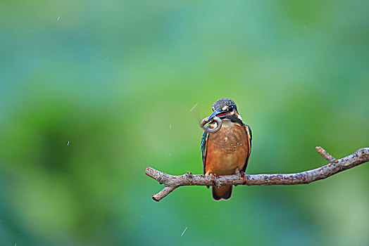 翠鸟捕食泥鳅