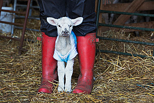 新生,羊羔,衣服,编织,站立,腿,一个人,穿,红色,威灵顿高帮靴