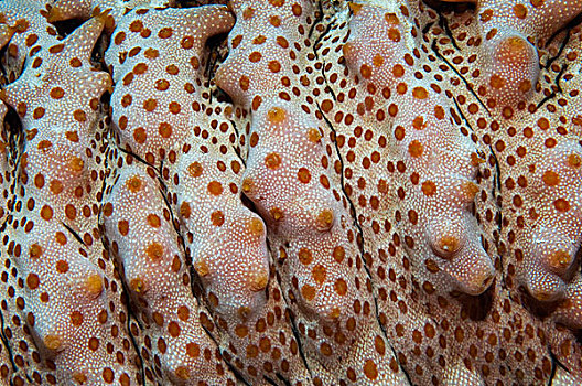珊瑚,表面,塞舌尔