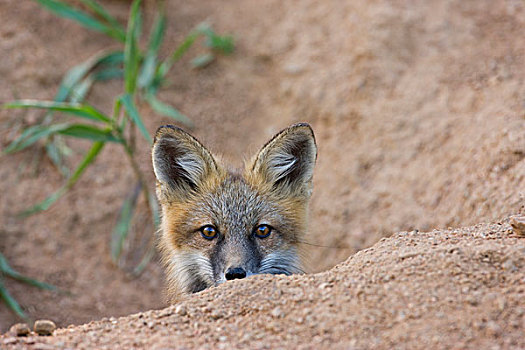 美国,科罗拉多,国家森林,害羞,红狐,小动物,靠近
