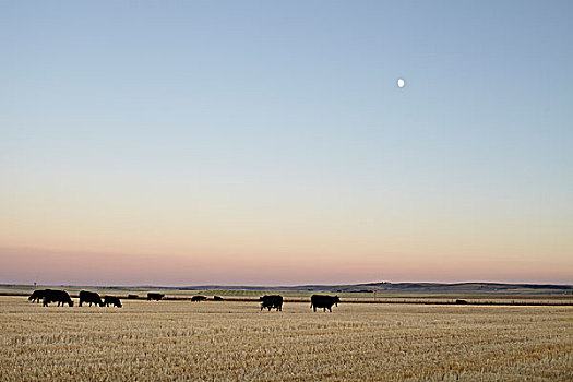 牧群,母牛,地点,夹锭钳,溪流,艾伯塔省,加拿大