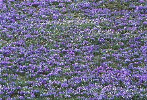 华盛顿,大,紫色,羽扇豆属植物,野花