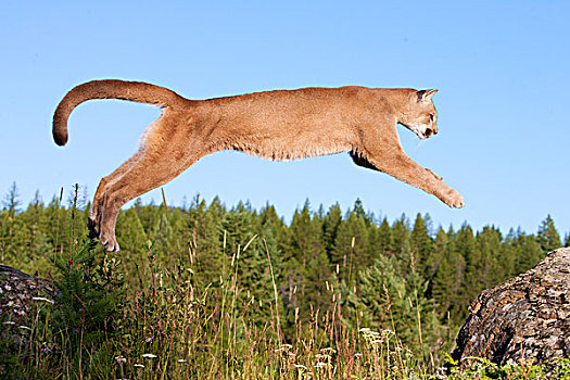 美洲狮,跳跃,蒙大拿