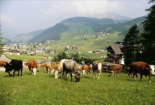 牛,放牧,意大利
