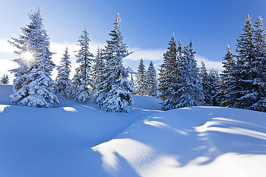 积雪,云杉,贝希特斯加登阿尔卑斯山,奥地利