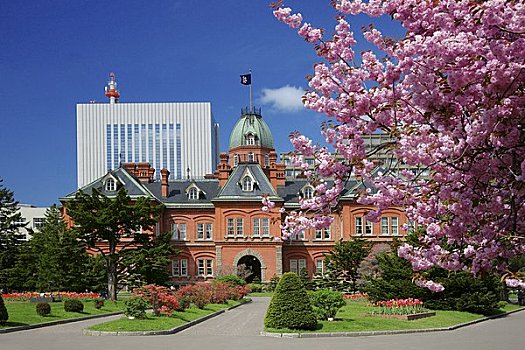 樱花,北海道,政府,写字楼