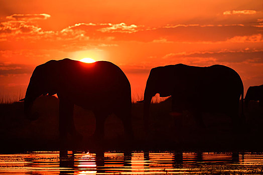 两只,象,非洲象,剪影,日落,乔贝国家公园,博茨瓦纳,非洲